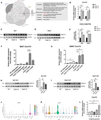 CXCL13 promotes thermogenesis in mice via recruitment of M2 macrophage and inhibition of inflammation in brown adipose tissue